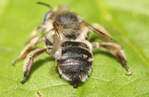 Réf. 347 244 : Anthophora bimaculata